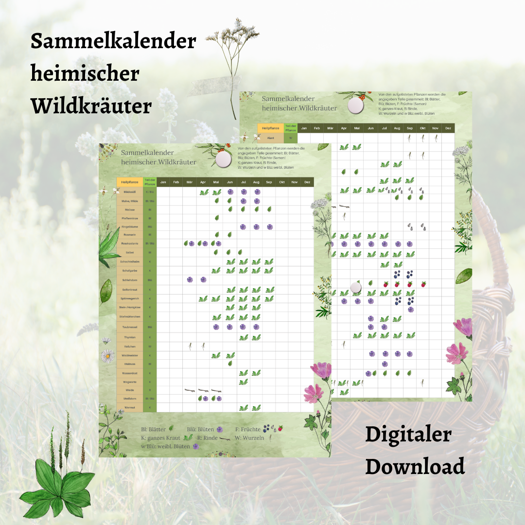 Sammelkalender heimischer Wildkräuter A4 – Download