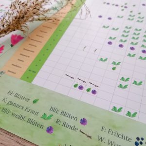 Heimische Wildkräuter – Entdecker Paket | Download