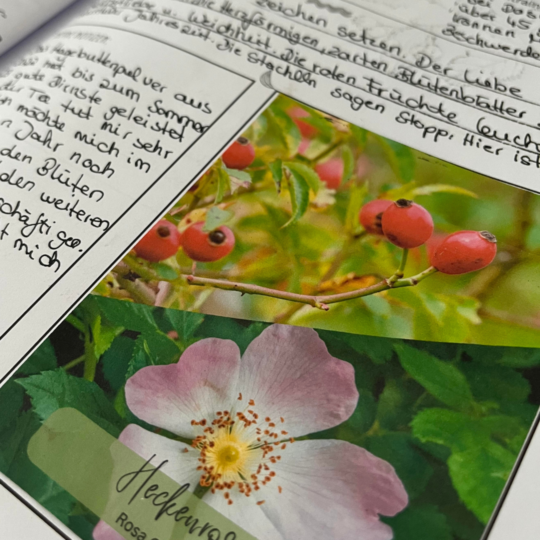Pflanzenkarten für Kräuter Materia-Medica – digitaler Download