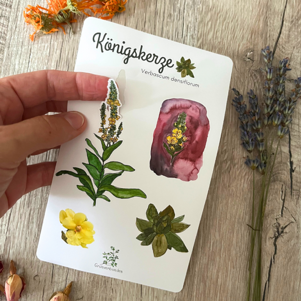 Sticker Sheet – Königskerze (Verbascum densiflorum) – Bild 2