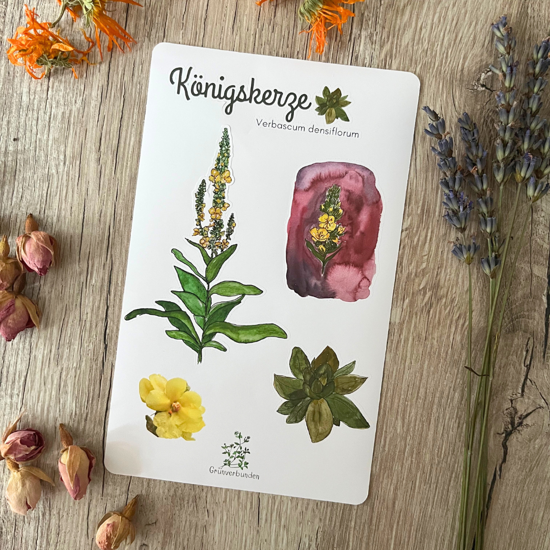 Königskerze Stickersheet