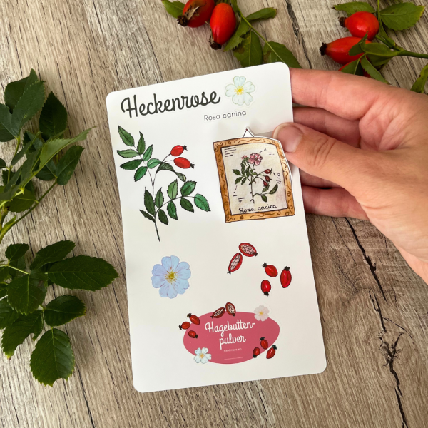 Sticker Sheet – Heckenrose (Canina rosa) – Bild 3